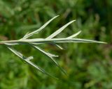 Artemisia vulgaris. Стеблевой лист (абаксиальная поверхность). Республика Саха (Якутия), Хангаласский улус, правый берег р. Сиинэ (Синяя) напротив впадения р. Кыра-Тас, поляна в смешанном лесу. 25.07.2023.