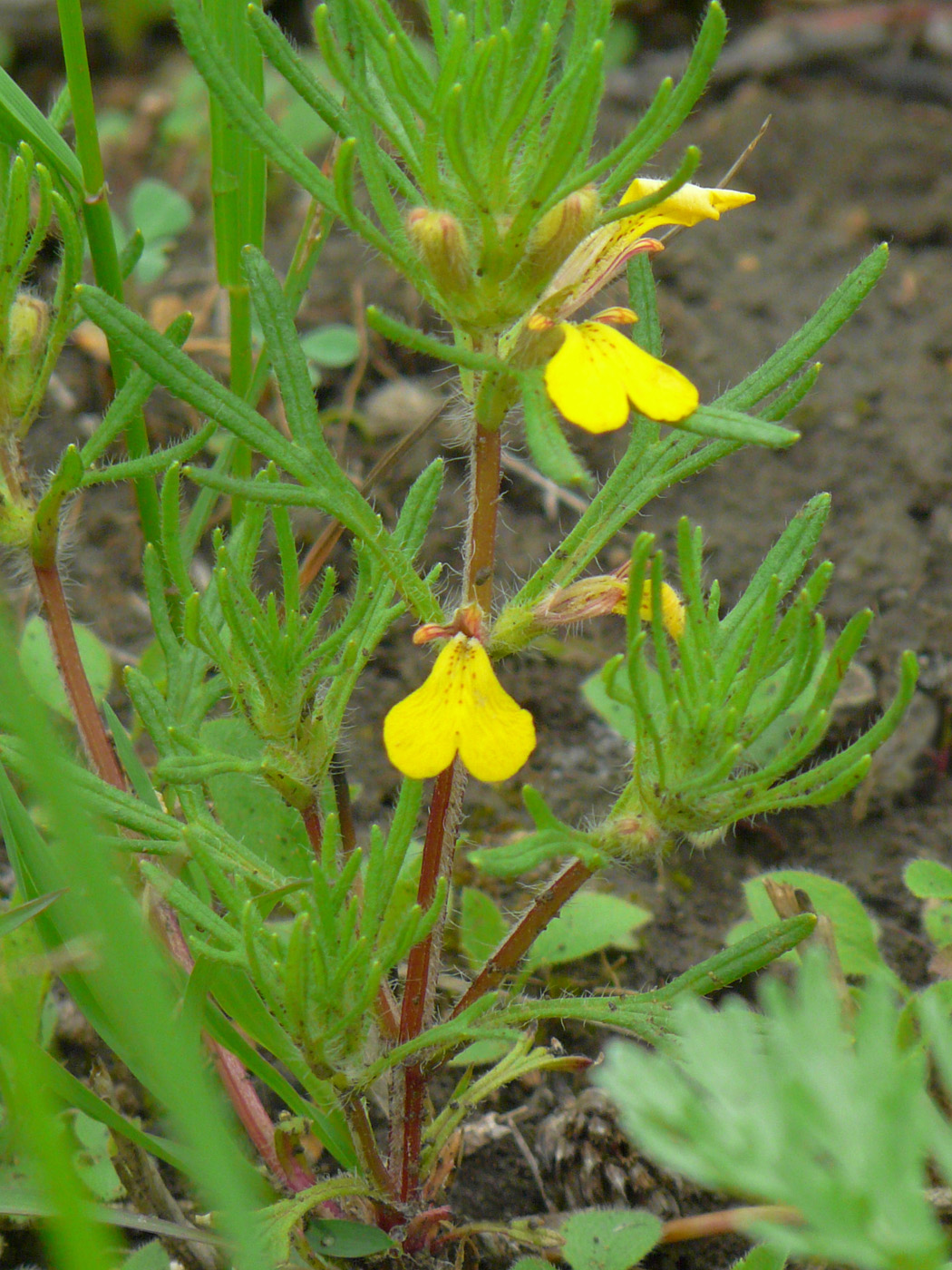 Изображение особи Ajuga glabra.