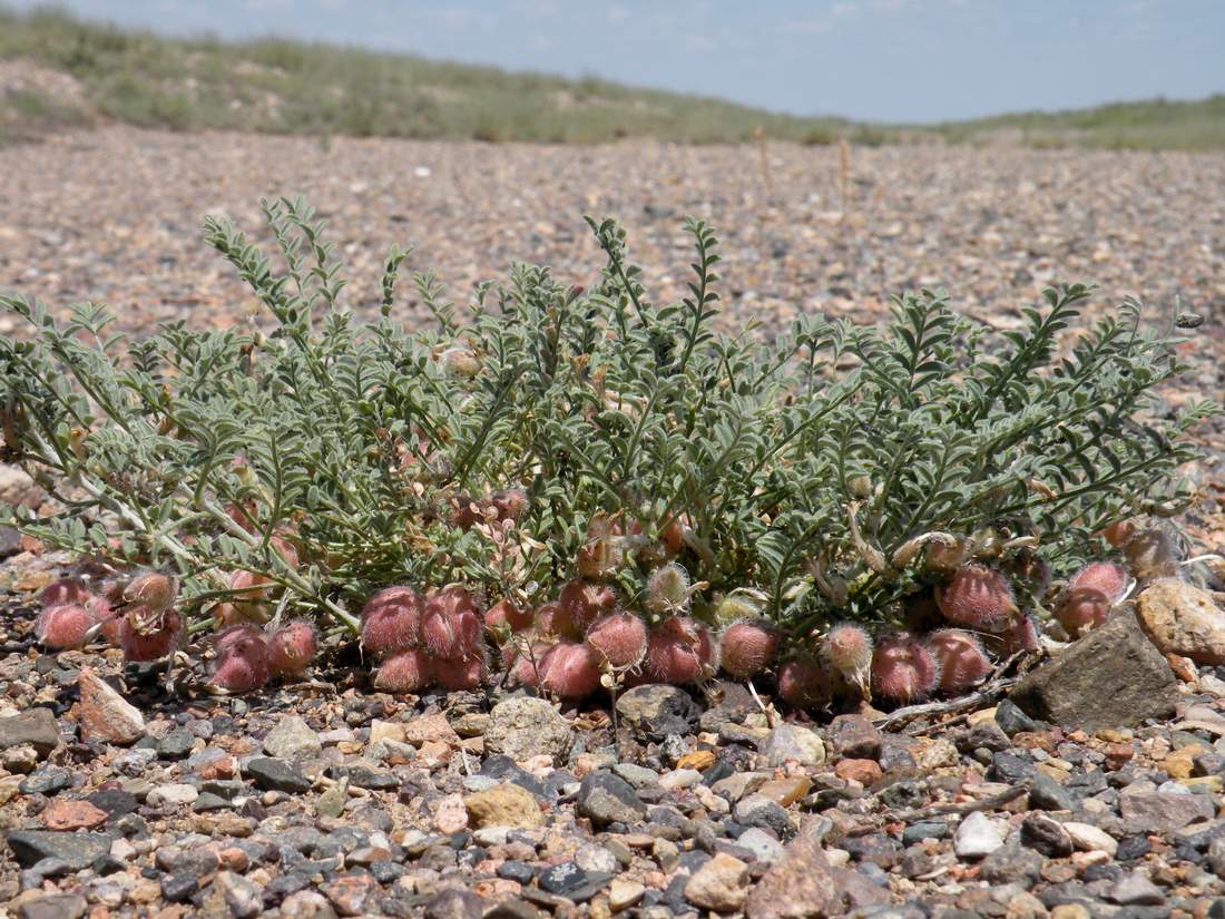 Изображение особи Astragalus pallasii.