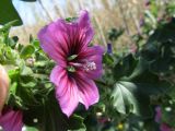 Malva arborea