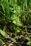 Veronica arvensis