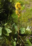 Ligularia subsagittata