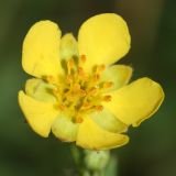 Potentilla bifurca. Цветок. Волгоградская обл., Волго-Ахтубинская пойма. 19.07.2012.