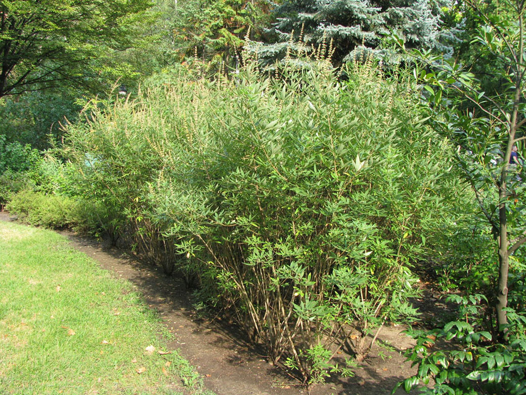 Изображение особи Vitex agnus-castus.