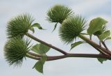 Arctium lappa