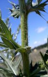 Cirsium serrulatum