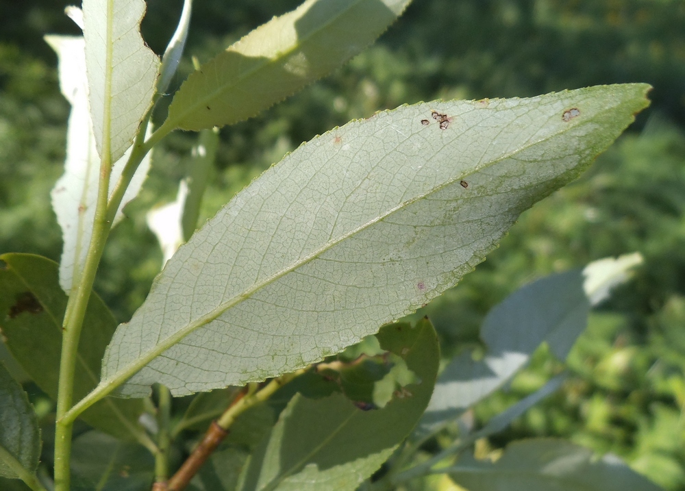 Изображение особи Salix &times; meyeriana.