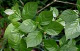 Calycanthus chinensis