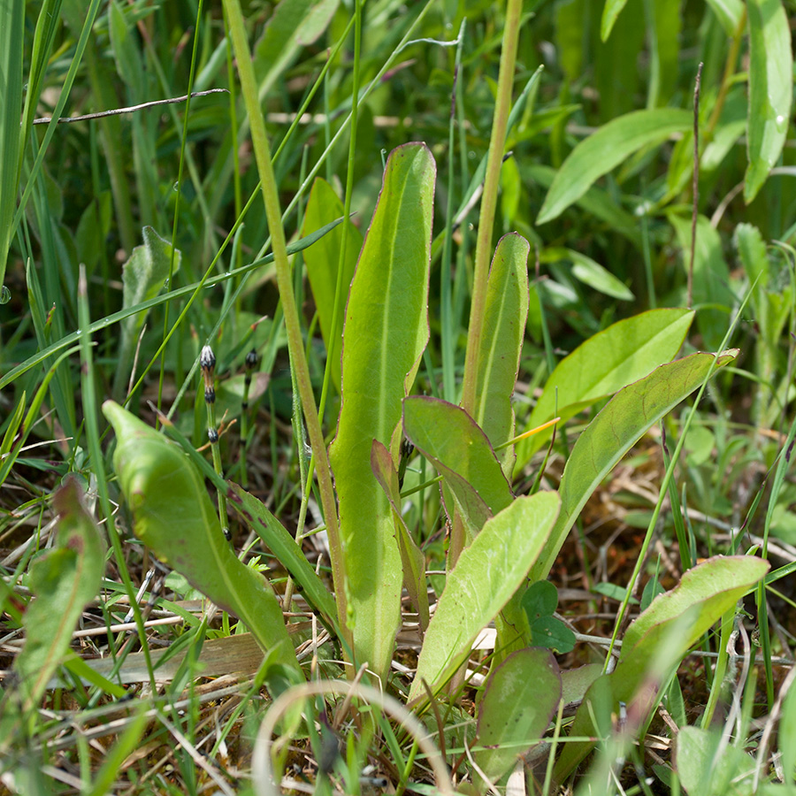 Image of Crepis praemorsa specimen.