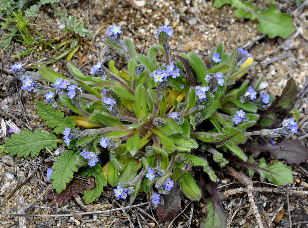 Изображение особи Myosotis litoralis.