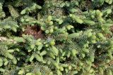 Picea glauca. Ветви с молодыми побегами ('Echiniformis'). Германия, г. Дюссельдорф, Ботанический сад университета. 04.05.2014.