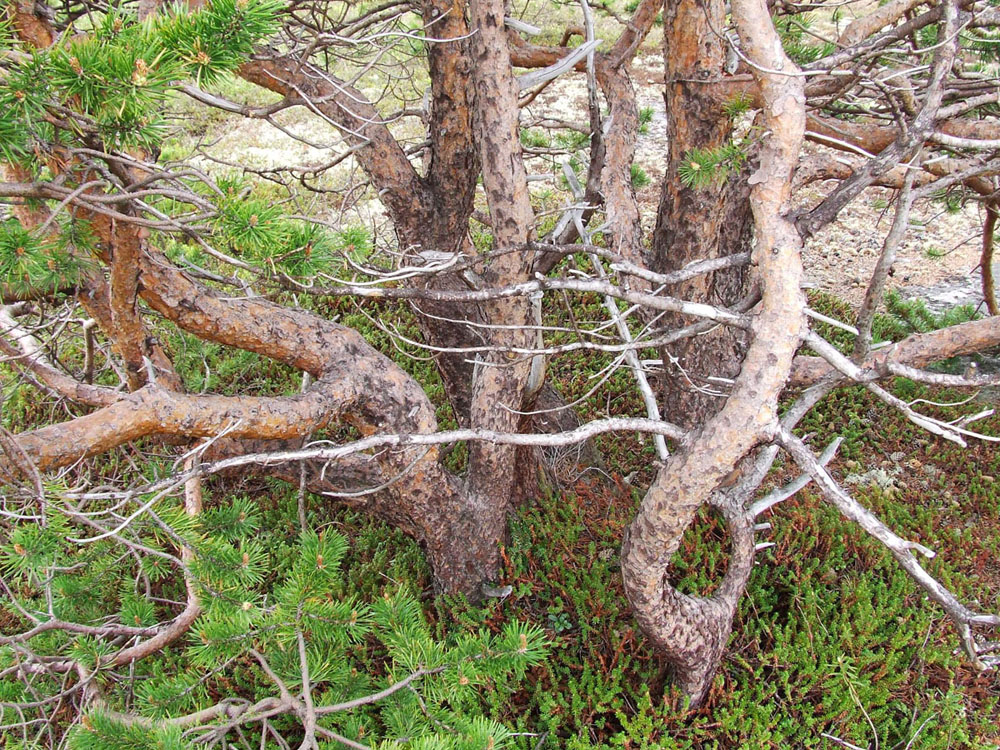 Изображение особи Pinus friesiana.