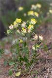 Anthyllis macrocephala. Цветущее растение. Ленинградская обл., Лужский р-н, окр. дер. Сяберо. 08.06.2014.