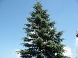 Picea pungens форма glauca. Верхушка дерева. Кемеровская обл., г. Прокопьевск. 06.07.2014.