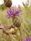 Centaurea adpressa