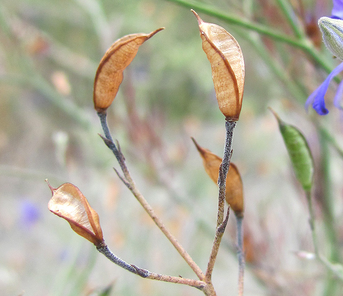 Изображение особи Delphinium paniculatum.