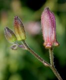 Tricyrtis hirta