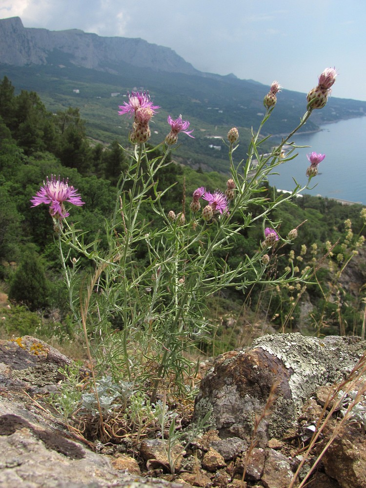 Изображение особи Centaurea caprina.