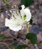 Capparis herbacea