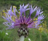 Centaurea czerkessica. Соцветие. Краснодарский край, м/о г. Новороссийск, гора Рябкова, скальное обнажение. 17.05.2015.