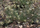 Astragalus neokarelinianus