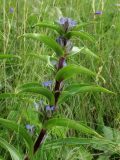 Gentiana cruciata. Верхушка цветущего растения. Курская обл., Горшеченский р-н, окр. дер. Кунье, степь на склоне балки. 06.07.2014.