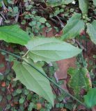 Thunbergia laurifolia