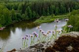 Aster alpinus