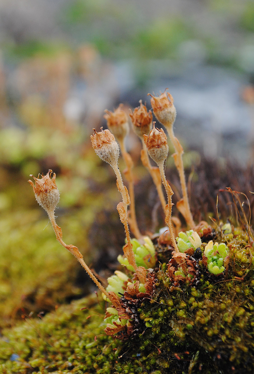 Изображение особи Saxifraga cespitosa.