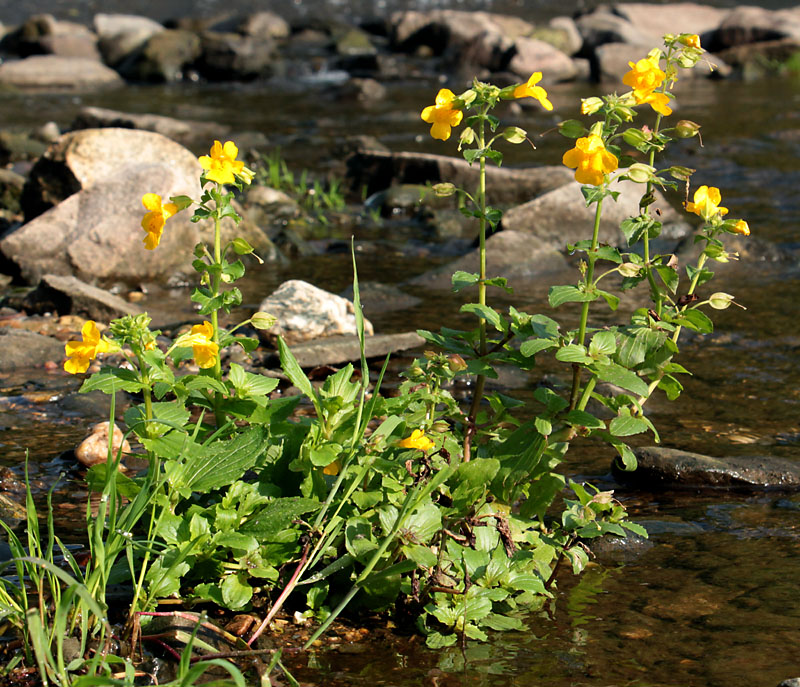 Изображение особи Mimulus guttatus.