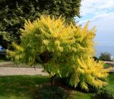 Rhus typhina f. dissecta