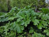 Heracleum sosnowskyi