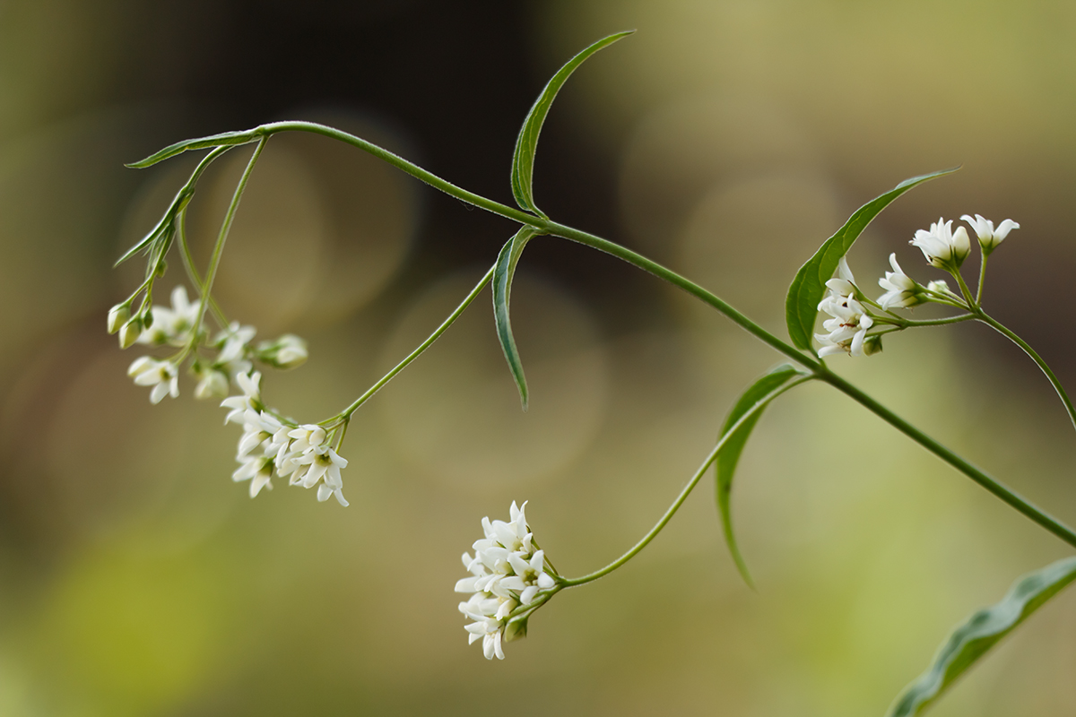 Изображение особи Vincetoxicum albovianum.