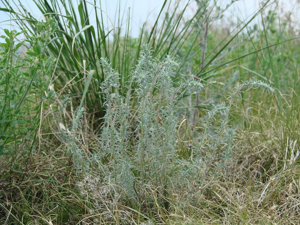 Изображение особи Bassia prostrata.