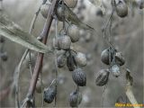 Elaeagnus angustifolia. Часть побега с соплодиями с засохшими плодами. Николаевская обл., Николаевский горсовет, г. Николаев, Заводской р-н, Намыв, берег реки Южный Буг. 20.12.2017.