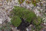 Silene acaulis. Отцветшие молодые растения в окружении Salix herbacea, Empetrum hermaphroditum, Oxytropis sordida (слева) и лишайников. Мурманская обл., Кольский р-н, окр. пос. Дальние Зеленцы; окр. Нижнего Экспериментального озера, бровка склона к Ярнышной губе, малоснежная кустарничково-лишайниковая тундра. 03.08.2017.