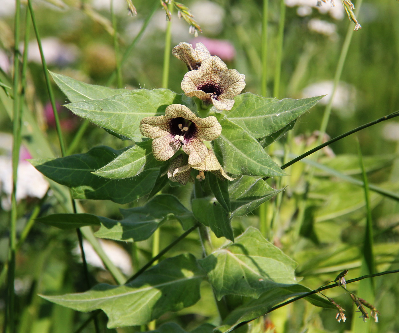 Изображение особи Hyoscyamus niger.