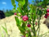 Vaccinium myrtillus. Цветок и листья. Беларусь, Гродненская обл., Новогрудский р-н, песчаный карьер, на песках. 30.04.2014.