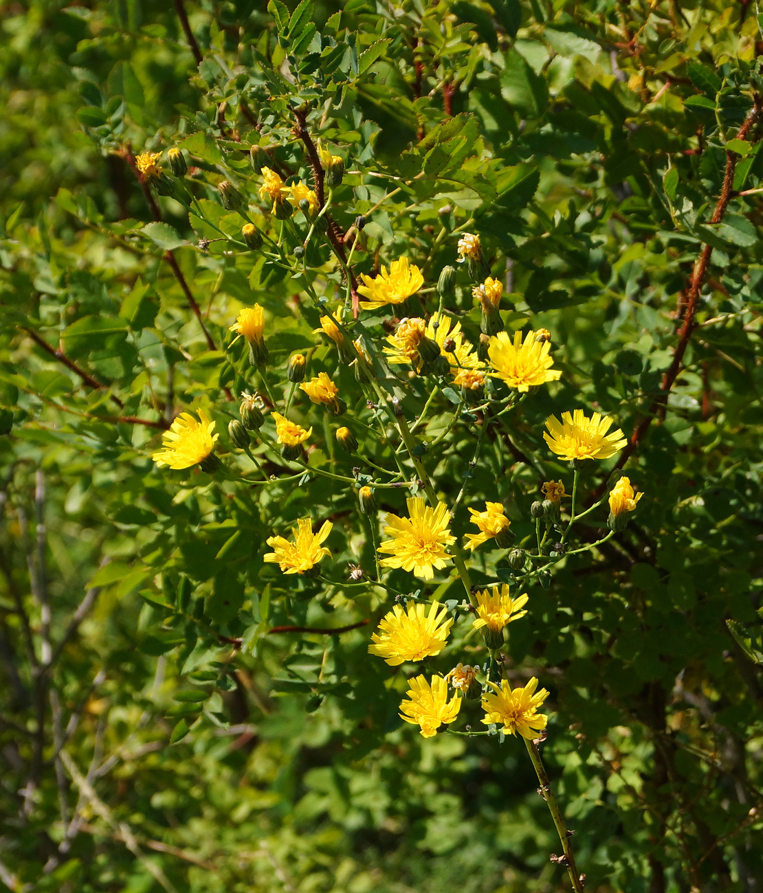 Изображение особи Hieracium robustum.