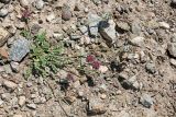 Oxytropis microsphaera