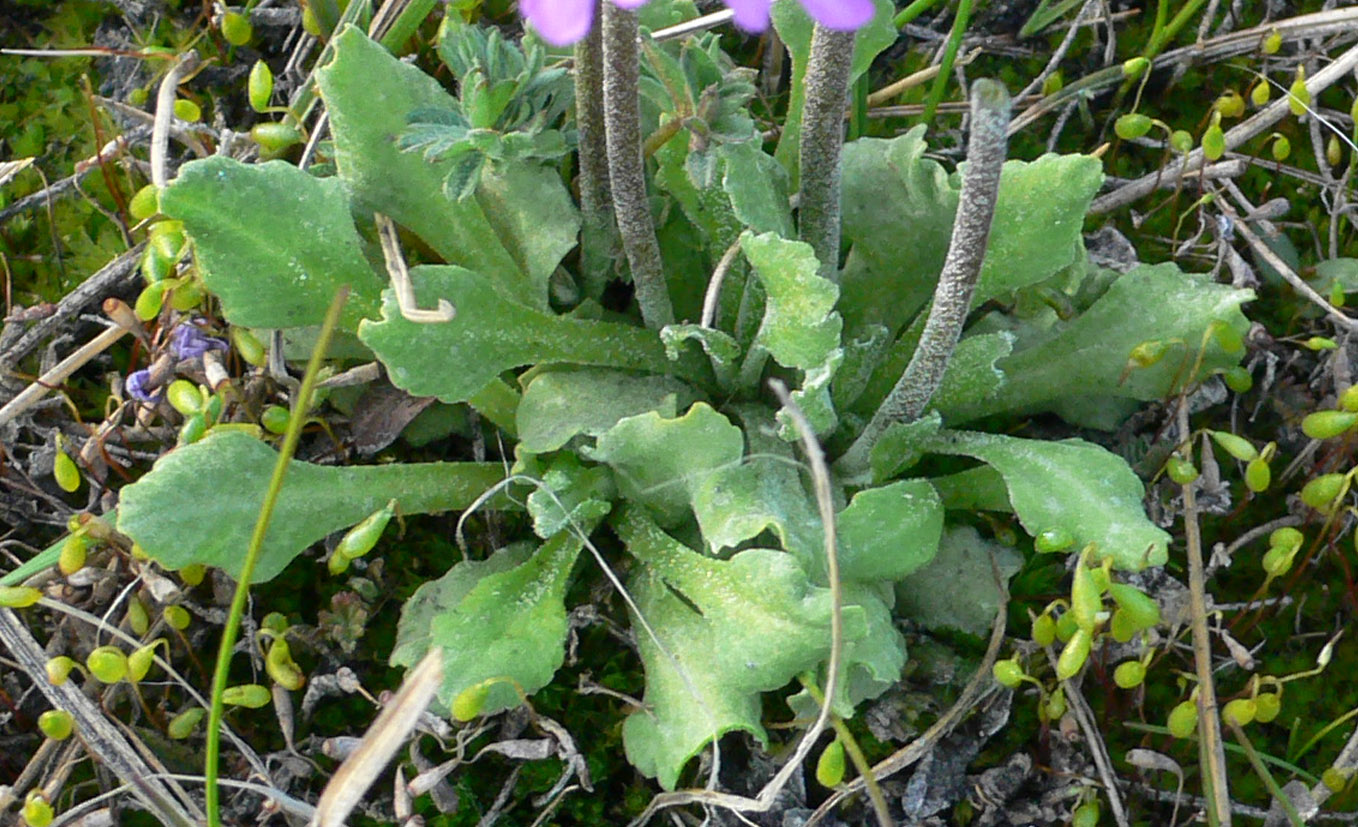 Изображение особи Primula borealis.