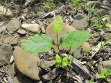 Fagus orientalis