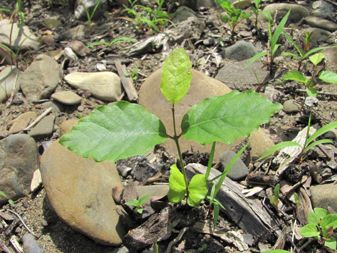 Изображение особи Fagus orientalis.