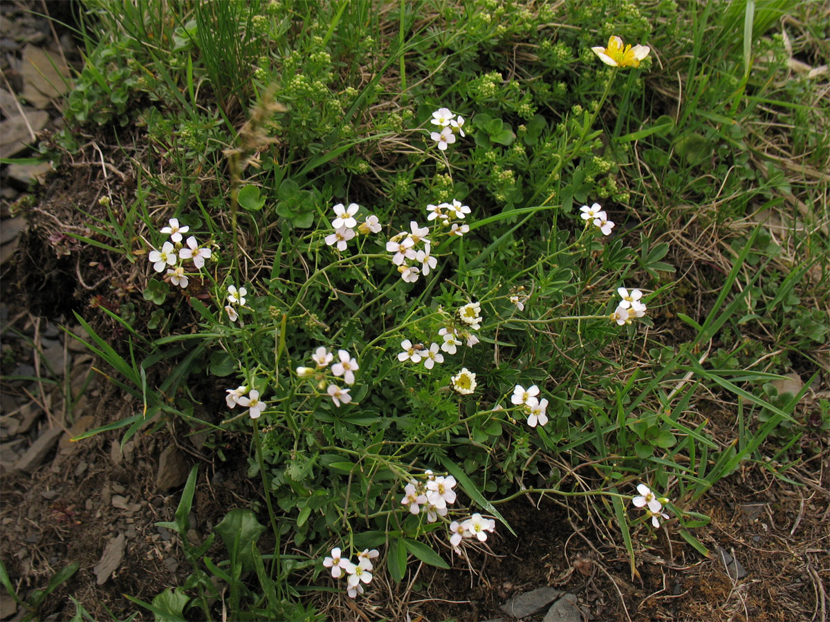 Изображение особи Arabidopsis arenosa ssp. borbasii.