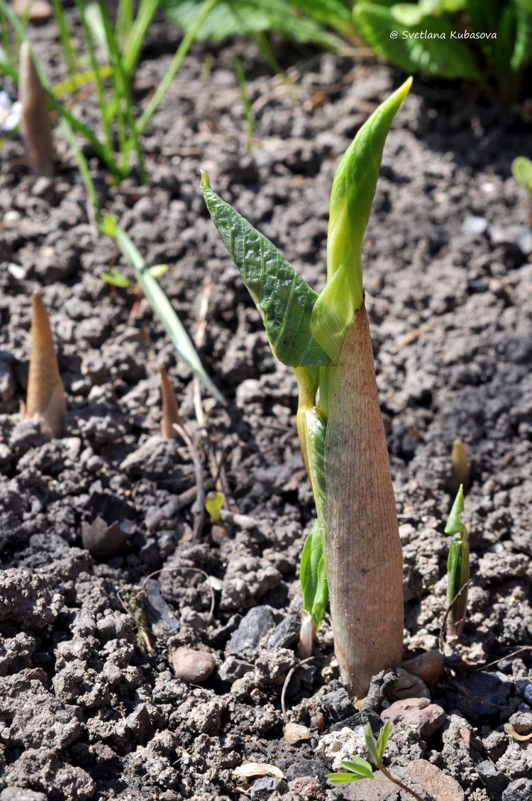 Изображение особи Arisaema amurense.