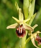 Ophrys alasiatica