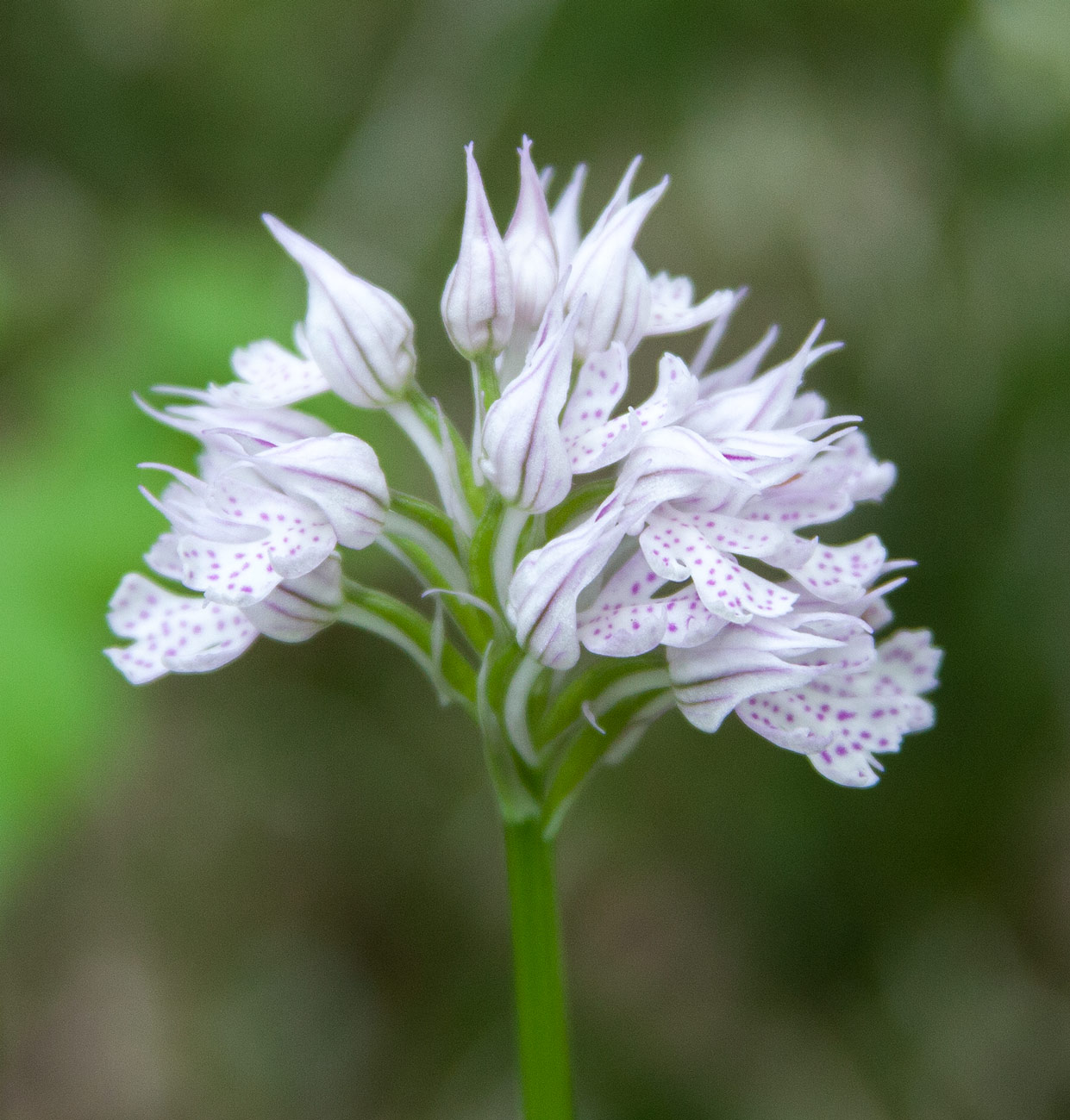 Изображение особи Neotinea tridentata.