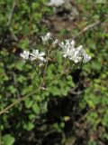 Gypsophila altissima