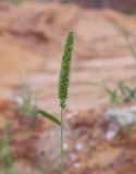 Setaria viridis