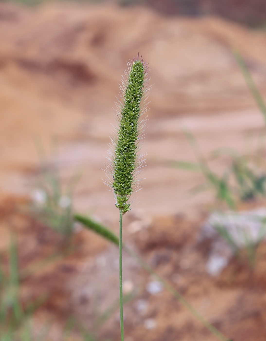 Изображение особи Setaria viridis.